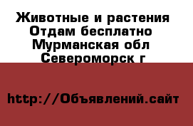 Животные и растения Отдам бесплатно. Мурманская обл.,Североморск г.